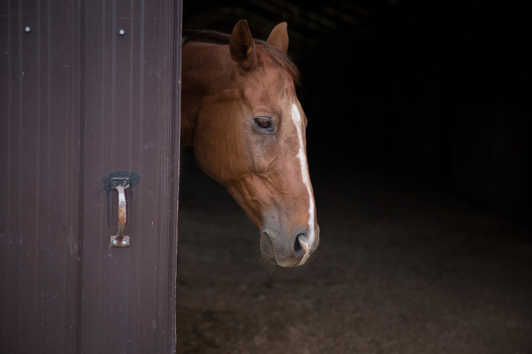 horse at Singletree Stables Jenny Myers Photography